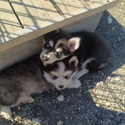 Chiots pomsky #3