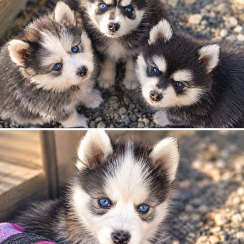 Chiots pomsky #5