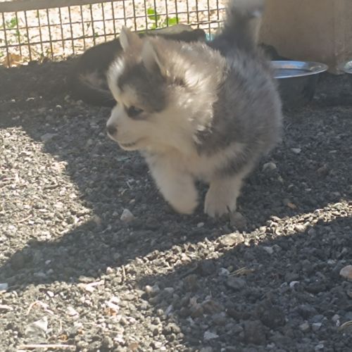 Chiots pomsky #6