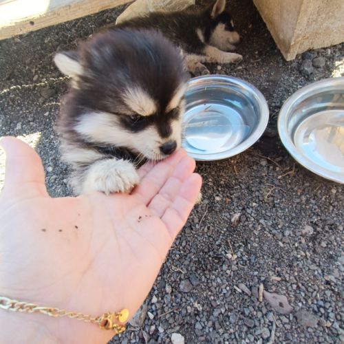 Chiots pomsky #7