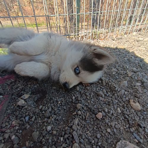 Chiots pomsky