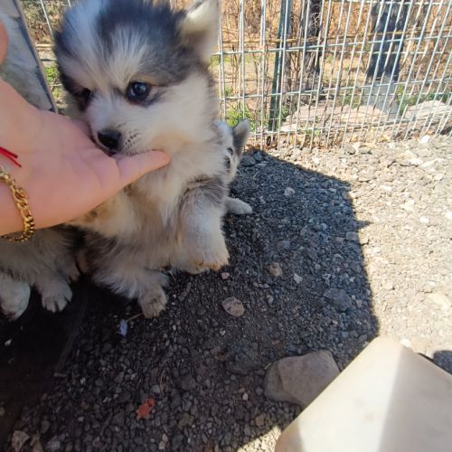 Chiots pomsky #10