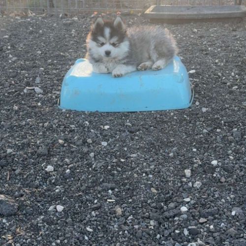 Pomsky