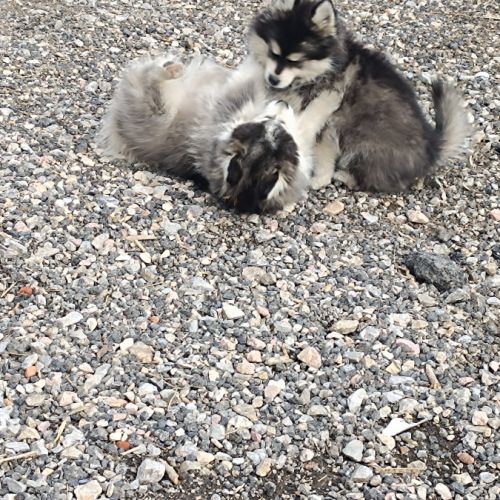 Pomsky
