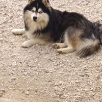 Chiots pomsky #1