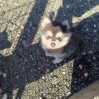 Chiots pomsky #4