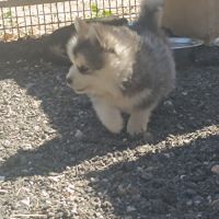 Chiots pomsky #6