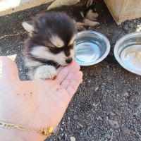 Chiots pomsky #7