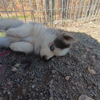 Chiots pomsky