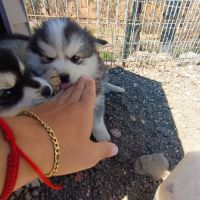 Chiots pomsky #9