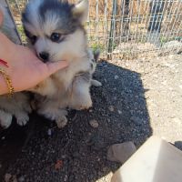 Chiots pomsky #10