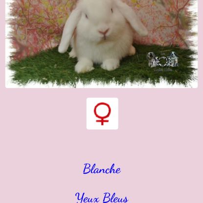 Lapins nain bélier / minilop #2