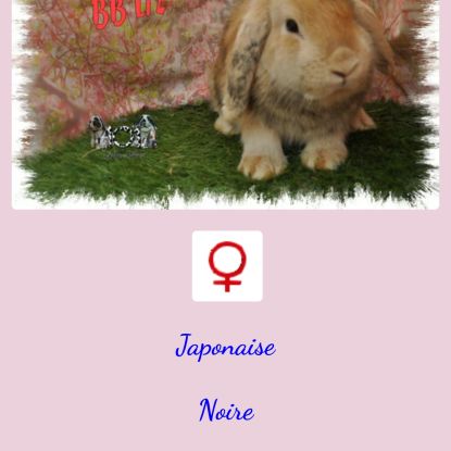 Lapins nain bélier / minilop #3