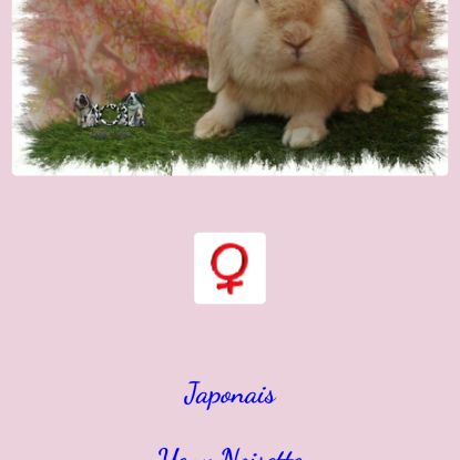 Lapins nain bélier / minilop #0