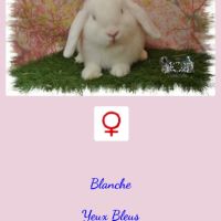 Lapins nain bélier / minilop #2