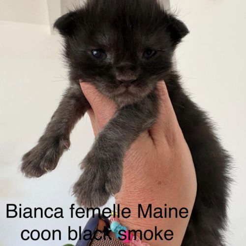 Chatons maine coon mâles et femelles loof #0