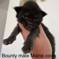 Chatons maine coon mâles et femelles loof #2