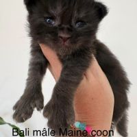 Chatons maine coon mâles et femelles loof #3