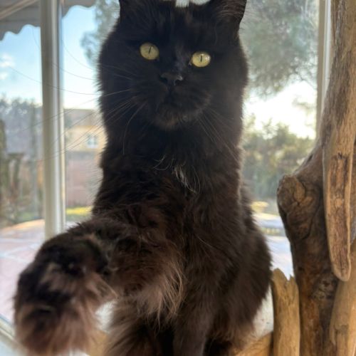 Adorable femelle maine coon loof #0
