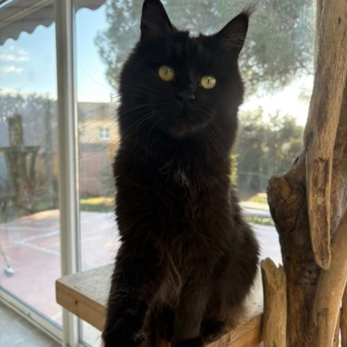 Adorable femelle maine coon loof #2