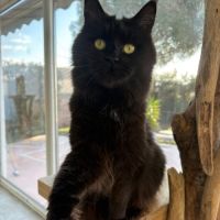 Adorable femelle maine coon loof #3