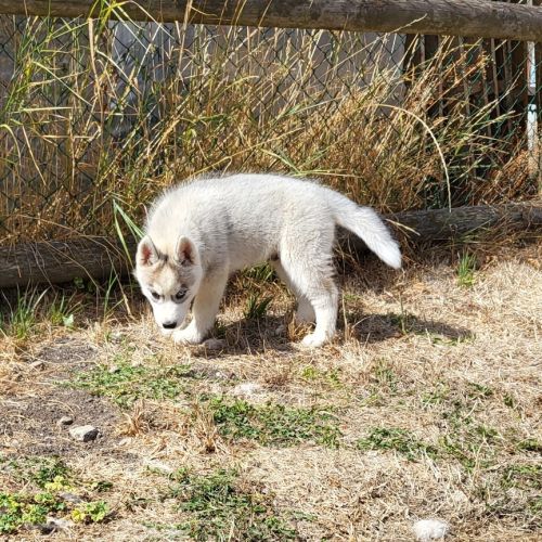 Magnifiques chiots husky lof #1