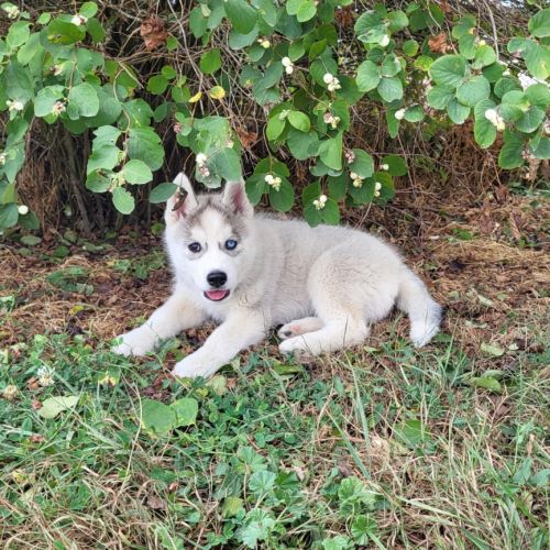 Magnifiques chiots husky lof #2
