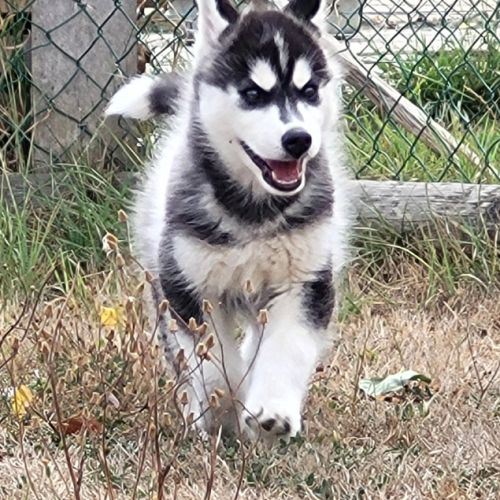 Magnifiques chiots husky lof #4