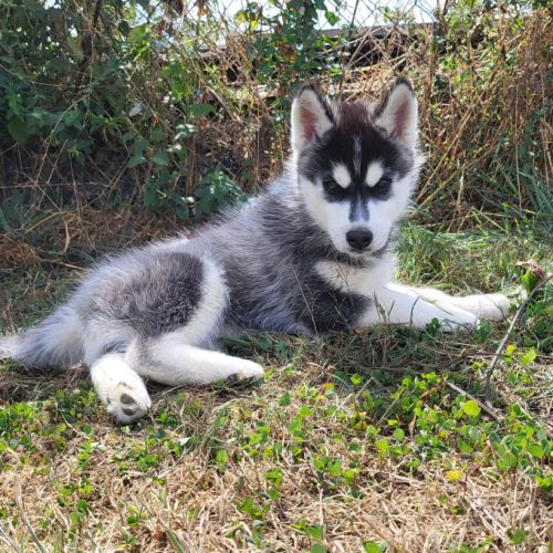 Magnifiques chiots husky lof