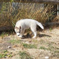 Magnifiques chiots husky lof #1