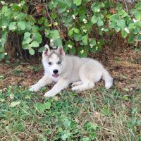 Magnifiques chiots husky lof #2