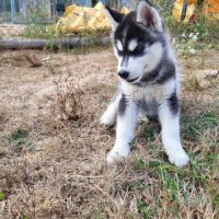 Magnifiques chiots husky lof #3