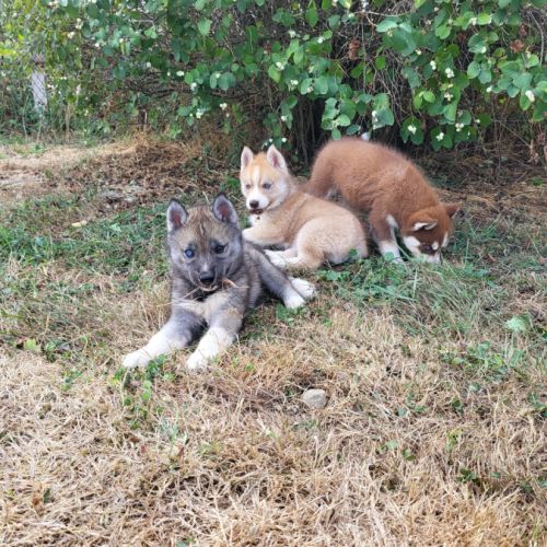 Splendides chiots husky à vendre #1