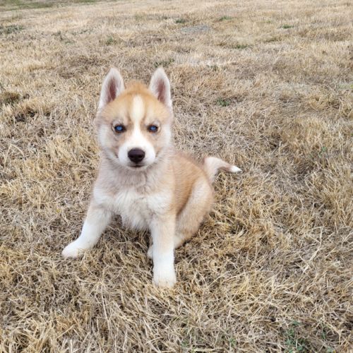 Splendides chiots husky à vendre #3