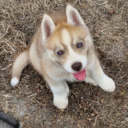 Splendides chiots husky à vendre #4