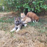 Splendides chiots husky à vendre #1