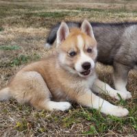 Splendides chiots husky à vendre #0