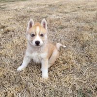 Splendides chiots husky à vendre #3