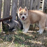 Splendides chiots husky à vendre #5