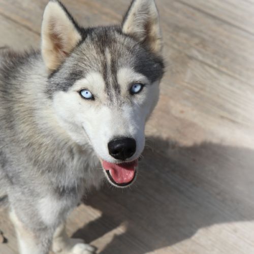 Jeunes husky lof à vendre - réduction d'élevage #1