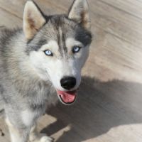 Jeunes husky lof à vendre - réduction d'élevage #1