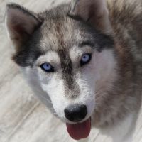 Jeunes husky lof à vendre - réduction d'élevage