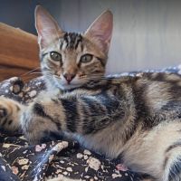 Ziggy, une vraie boule d'amour et de vie