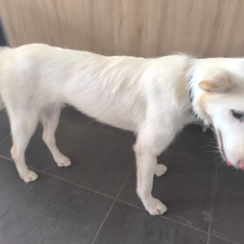 3 jeunes berger croisé très affectueux à adopter #2