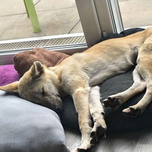3 jeunes berger croisé très affectueux à adopter #5