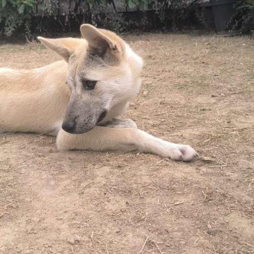 3 jeunes berger croisé très affectueux à adopter #6