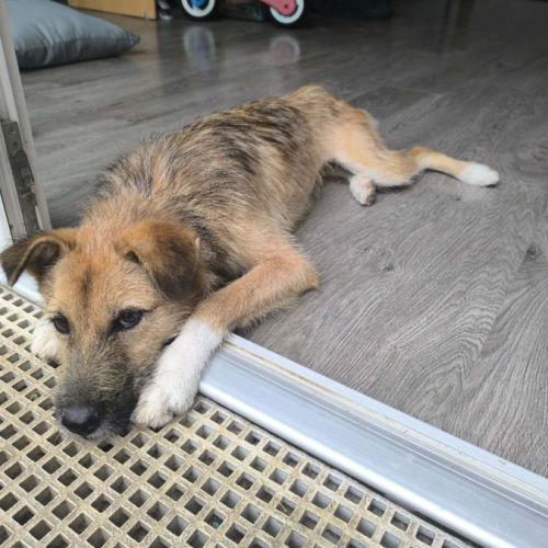 3 jeunes berger croisé très affectueux à adopter #9