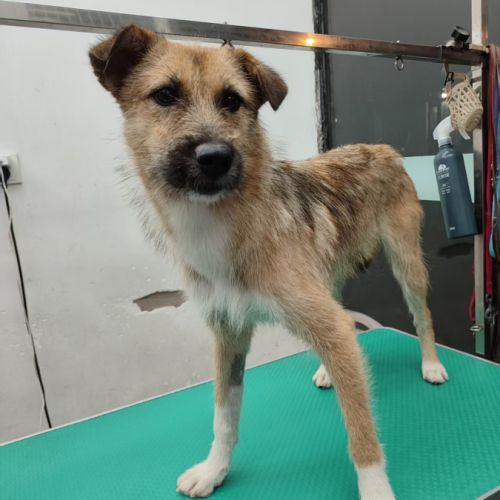 3 jeunes berger croisé très affectueux à adopter #10