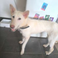 3 jeunes berger croisé très affectueux à adopter #1