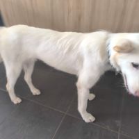 3 jeunes berger croisé très affectueux à adopter #2